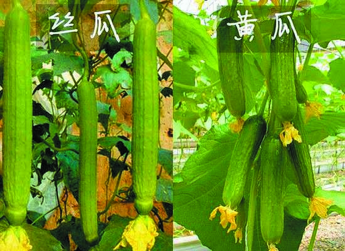 一根黄瓜与一条黄瓜的对比