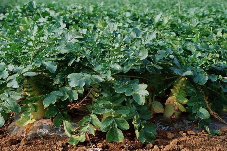 萝卜在土壤中生长状态示意图