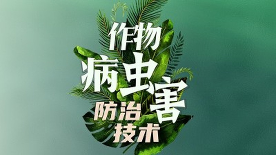 黄瓜田间管理