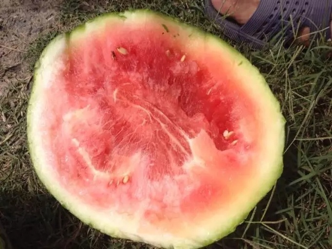西瓜红特写