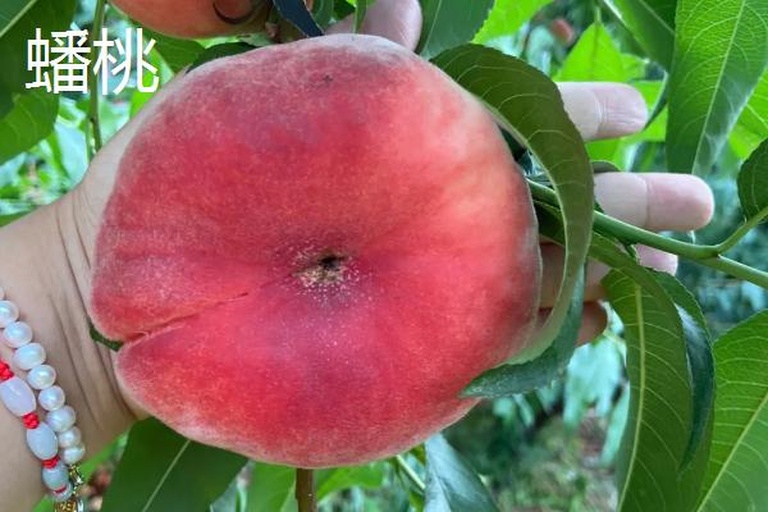 神话中的蟠桃园场景