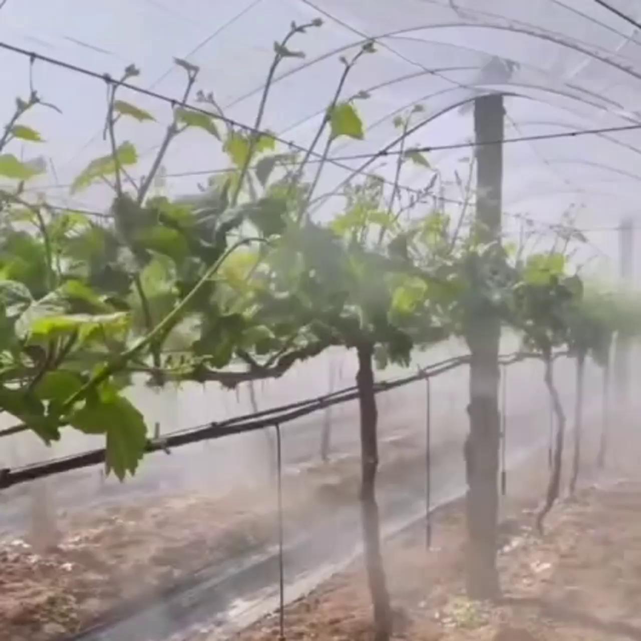 阳光玫瑰葡萄叶面喷施作业场景