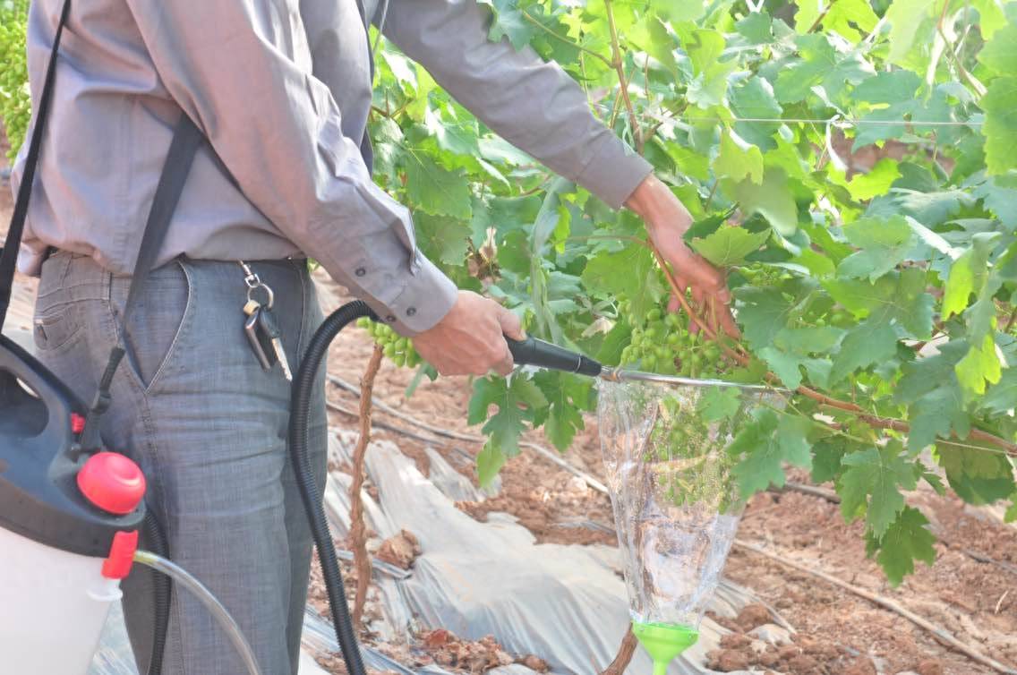 一名技术人员手持电动喷雾器,对悬挂的青提果穗进行低压力均匀喷雾,重点覆盖果梗与果粒连接处,背景为整齐排列的葡萄藤架,显示标准化果园环境 青提果穗喷施调节剂操作示意图
