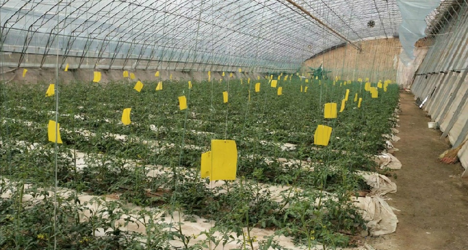 日光温室番茄种植区,植株间均匀悬挂黄色粘虫板,板上沾满白色小虫(烟粉虱成虫),用于监测和控制传毒媒介;周围植株叶片健康,生长良好 番茄种植田间黄板监测