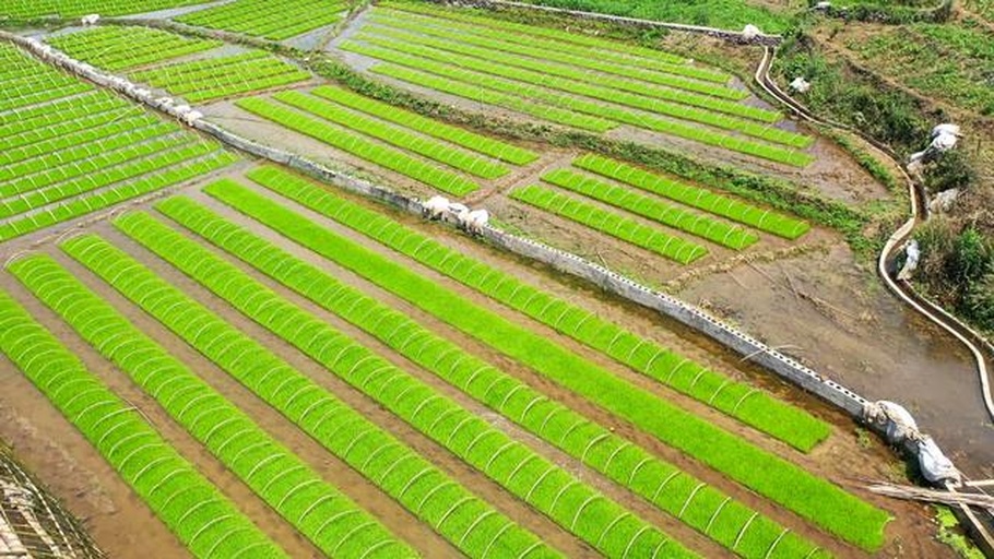 展示南方水稻田经排水改造后进行机械起垄、铺设滴灌带并覆盖黑色地膜的全过程,工人正在垄面上打孔定植西瓜苗,背景可见原有田埂与排水沟,体现标准化种植场景 水稻田起垄覆膜定植现场图