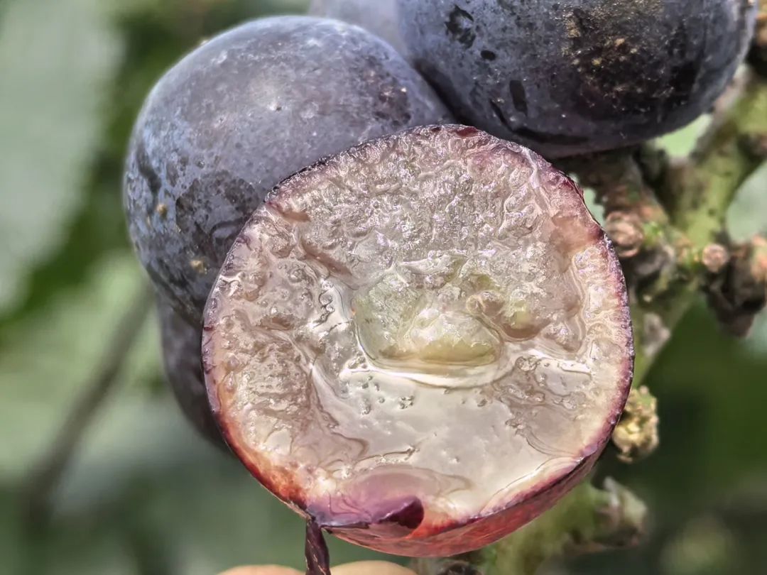 葡萄特写横截面