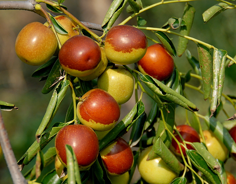青枣树上挂满果实，部分青枣已开始泛红，阳光透过树叶洒在果面上