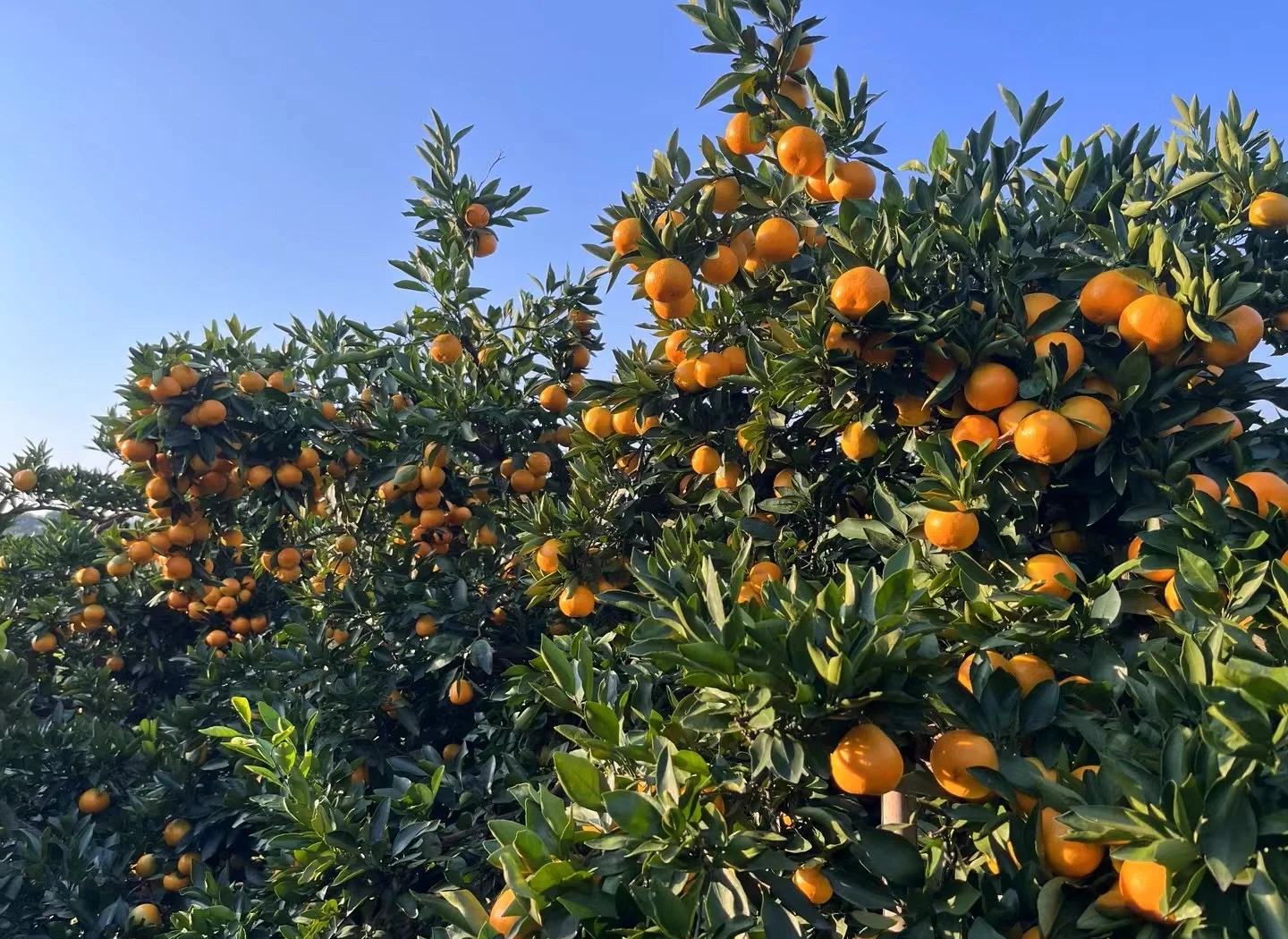 一片茂盛的蜜橘种植园,树上挂满金黄色的蜜橘果实,农民正在手工采摘,地面铺有防虫网,天空晴朗,体现生态种植环境与丰收场景 蜜橘果园实景图
