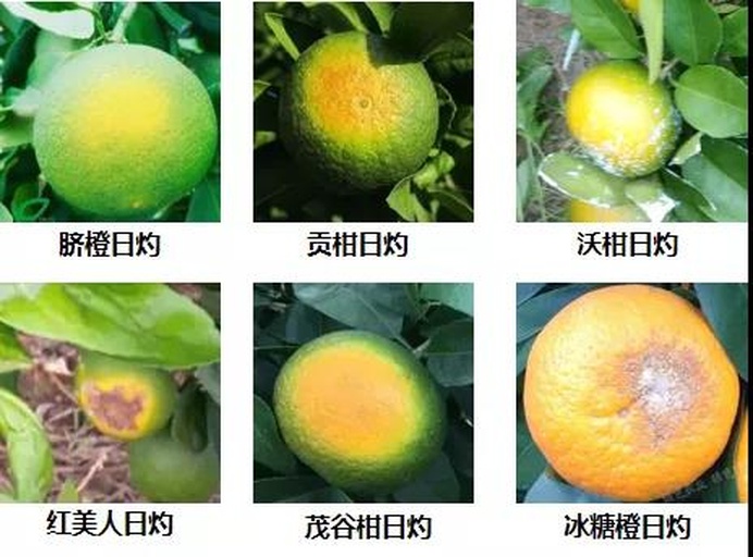 中国地图上标注沃柑主要种植区,颜色区分冻害风险等级:绿色为低风险(华南),黄色为中风险(西南),红色为高风险(长江流域)。图标显示典型果园场景,包括露天种植、简易大棚、包裹树干等防护措施 不同地区沃柑种植气候适应性分布图