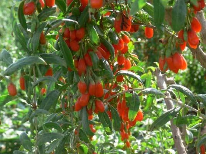 枸杞与山茱萸对比图