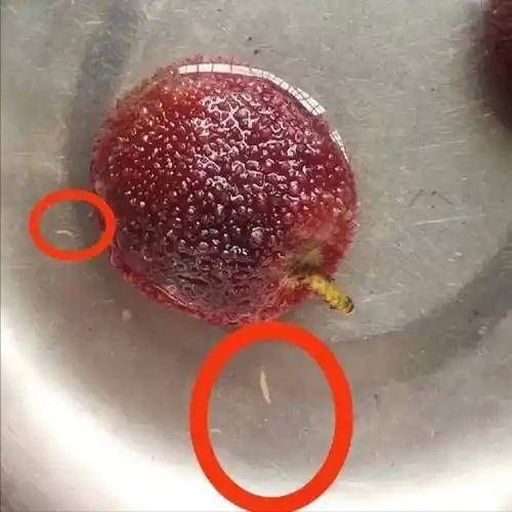 杨梅果蝇危害图