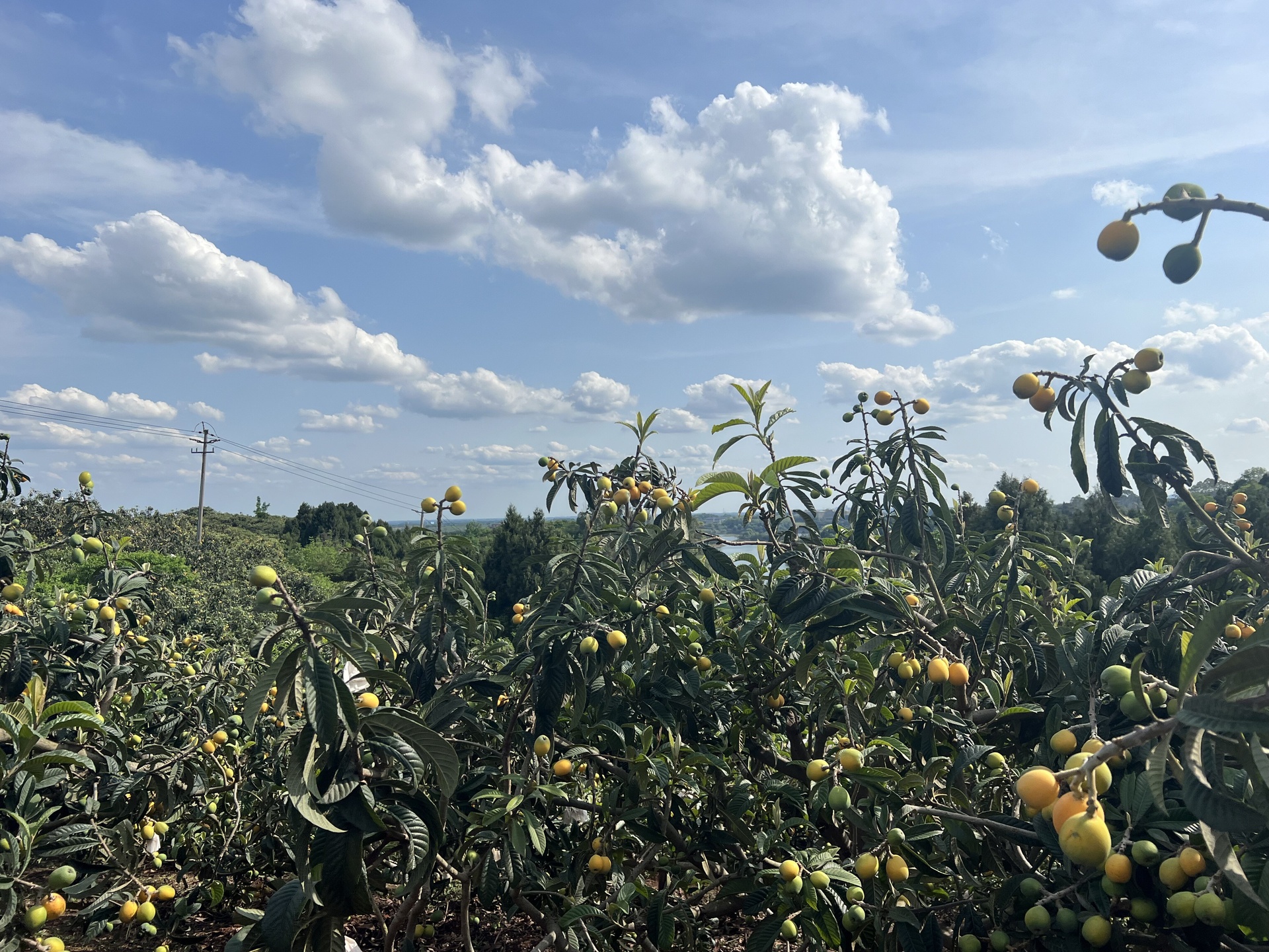 枇杷种植园全景