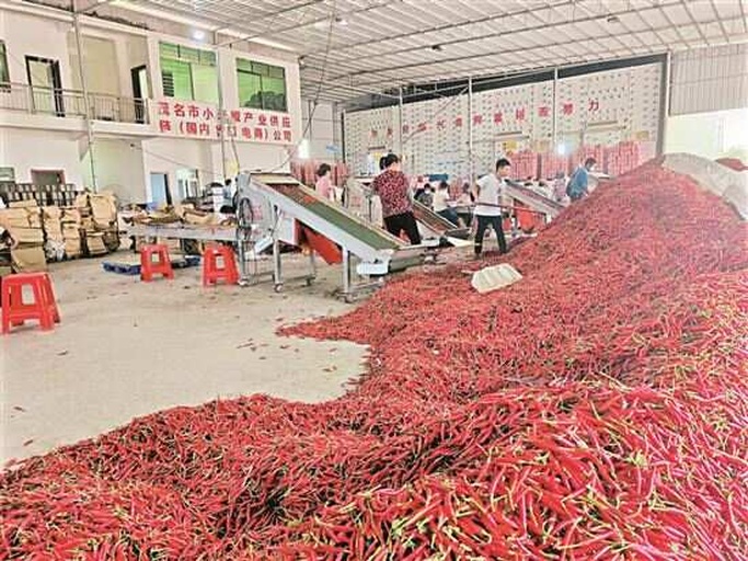 遵义辣椒加工厂内部场景,工人正将干辣椒进行分拣、称重、装袋 遵义辣椒加工厂内工人正在分拣和包装干辣椒