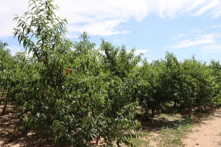 一片阳光充足的桃园中,成排的突围桃树挂满粉红色果实,部分果实已成熟呈黄白色,果农正在采摘,背景为绿色山丘和蓝天 突围桃果园实景