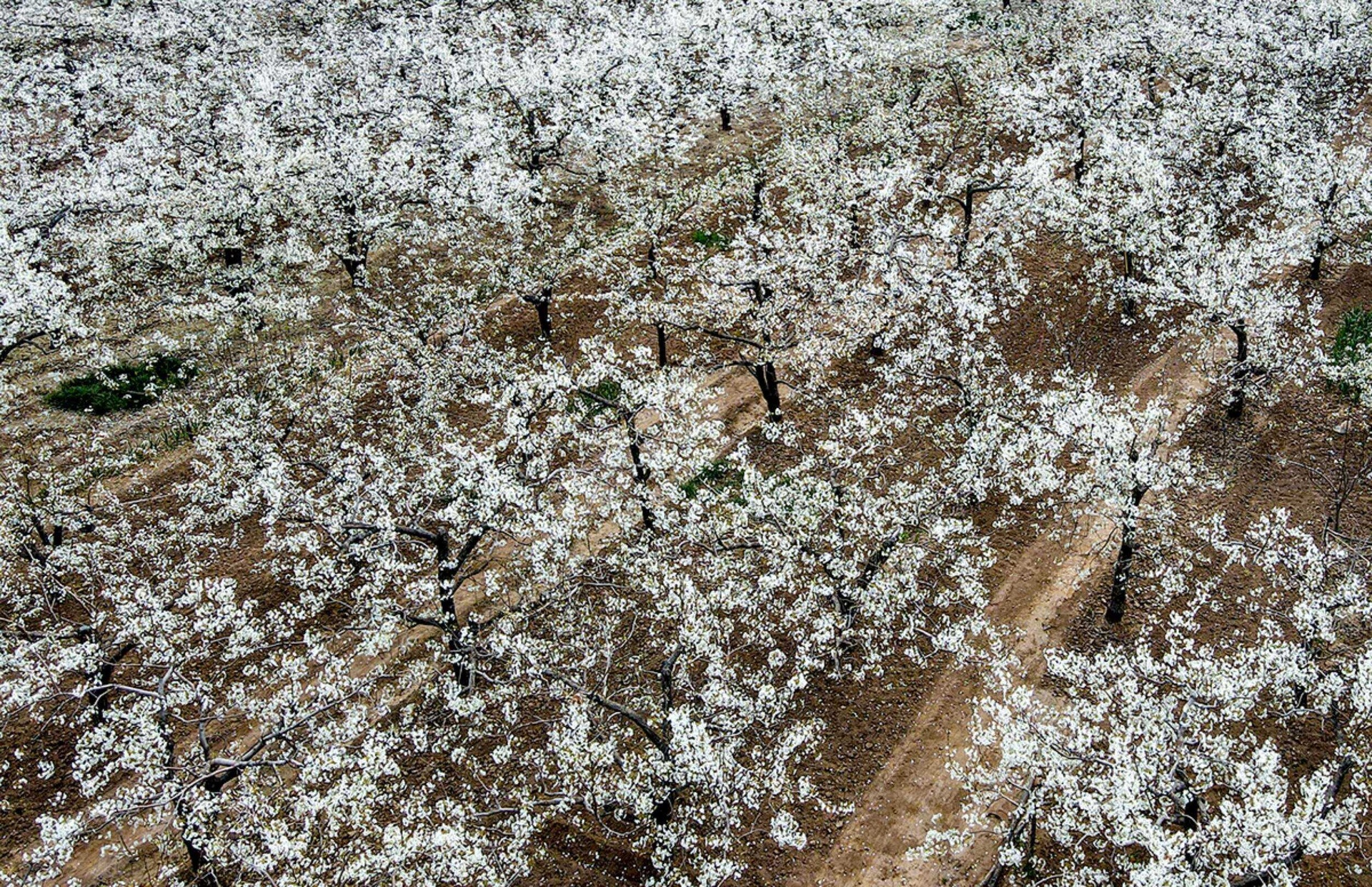 春季盛开的白梨果园,成片白色花朵覆盖坡地,枝条舒展,地面可见浅褐色疏松壤土,背景为温带丘陵地貌,阳光充足,体现典型温带果树生长环境 白梨盛花期果园实景