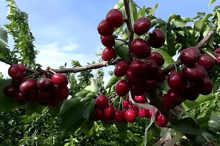 一片阳光充足的山坡果园中,成排的美早樱桃树挂满了深红色至紫黑色的成熟果实,树叶翠绿茂盛,果农正在树下采摘,背景为清晨薄雾笼罩的田园风光 美早樱桃树挂满成熟果实的果园全景