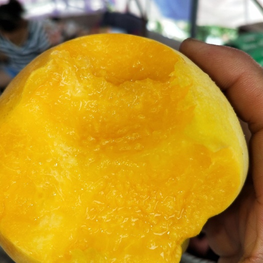 一颗成熟的鹰嘴芒果侧放,镜头聚焦于果蒂连接处,手指轻捏果柄准备嗅闻,背景虚化,突出果蒂细节,体现‘闻香识熟’的操作场景 鹰嘴芒果果蒂部位特写展示香气检测位置