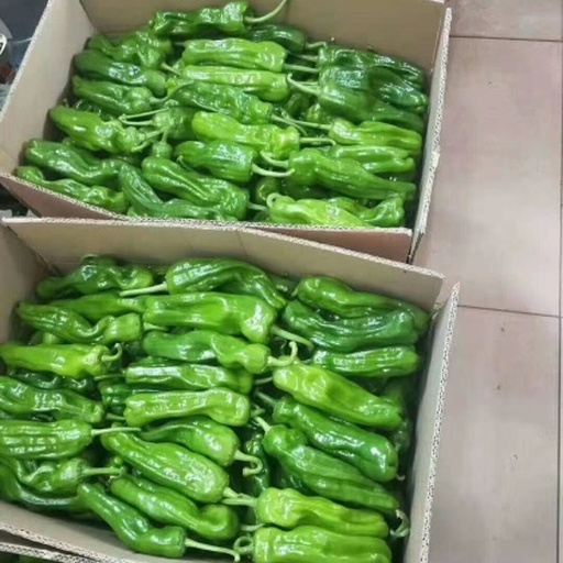 新鲜青红椒整齐摆放在冰箱保鲜抽屉中,旁边有标签注明储存日期 新鲜青红椒在冰箱中储存的场景图