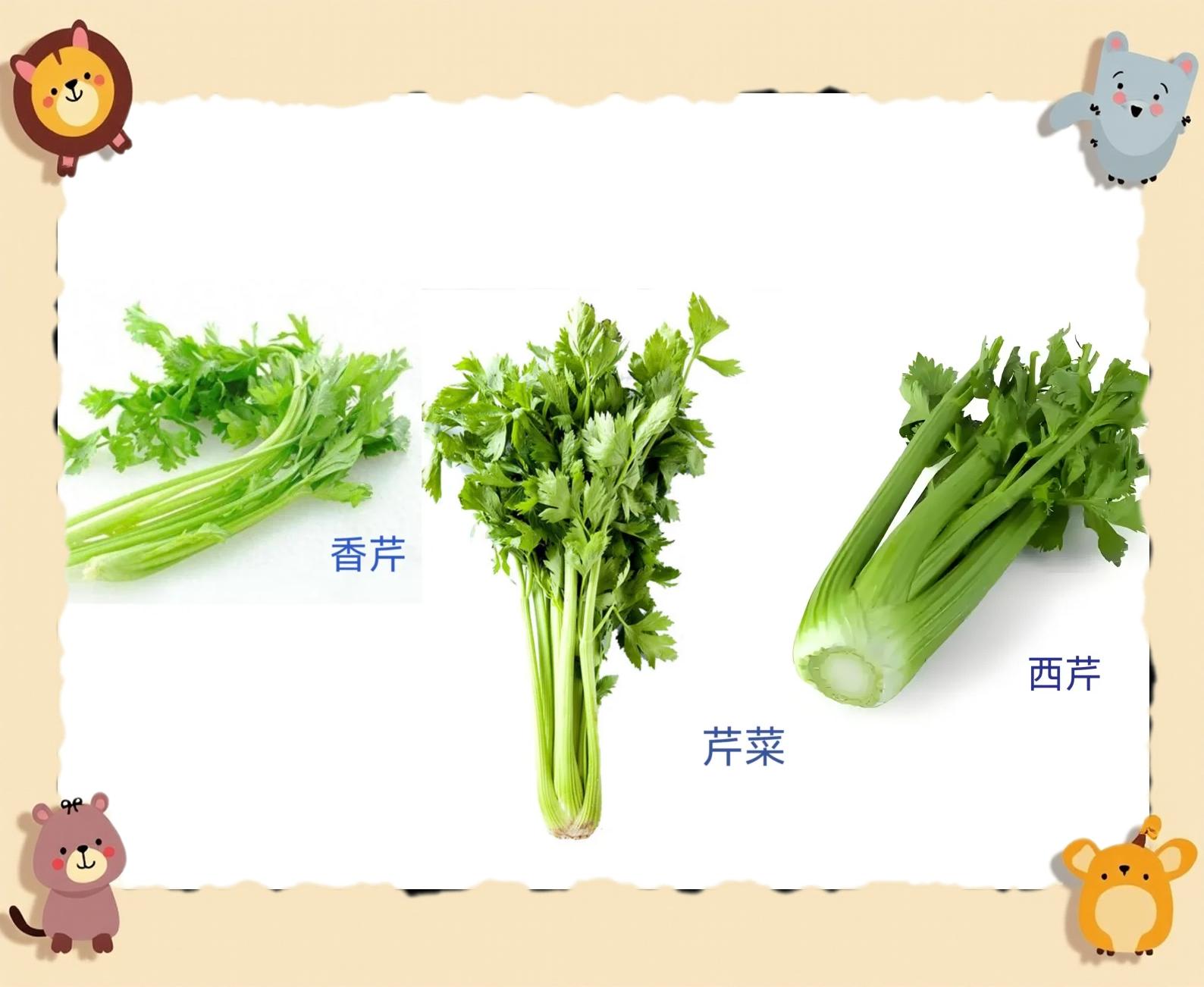 展示欧芹、本芹(香芹)、西芹及药芹的植物学形态对比图,包括整株形态、叶片细节、茎部结构。背景为实验室标本台,配有比例尺和拉丁学名标签 植物分类对比图