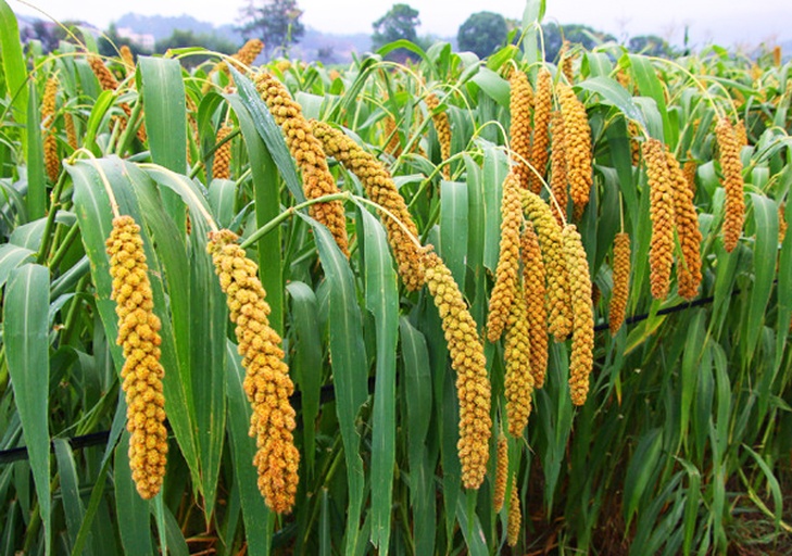 田间生长的沁州黄谷子