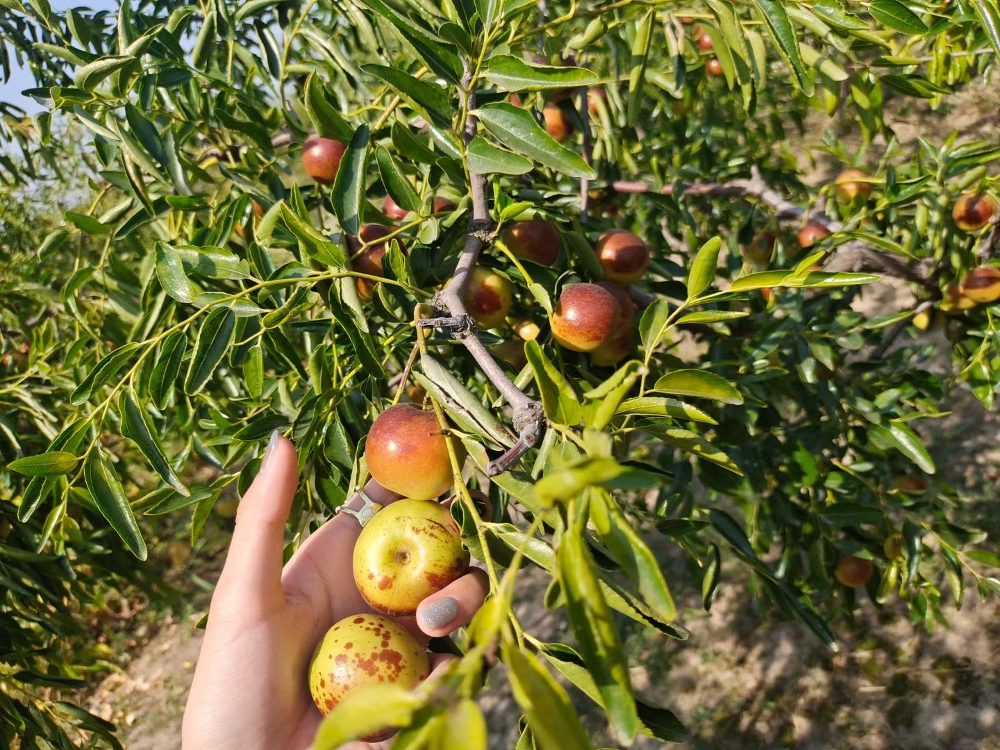 一名果农正在使用软质手套手工采摘成熟的冬枣,阳光透过树叶洒在果实上,呈现出红黄相间的色泽;地面铺设接枣布防止果实直接落地受损;背景为成片的矮化密植枣园 图片描述