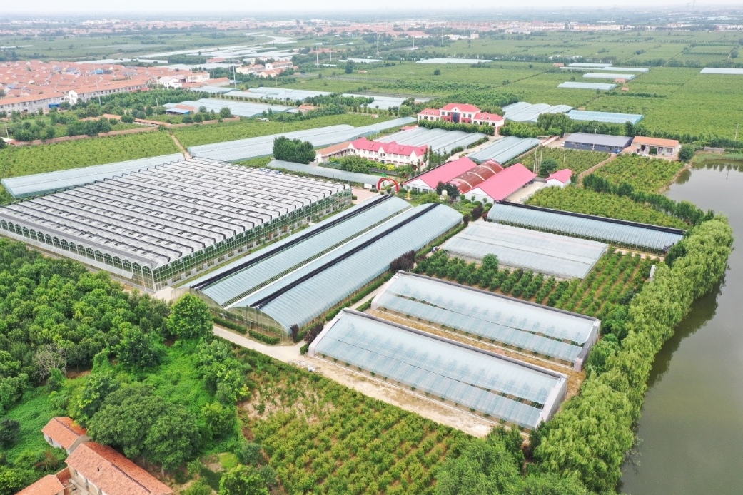 妃子笑果园航拍全景