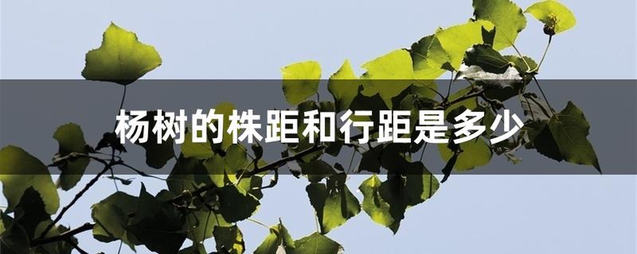 西兰花在不同地区种植密度对比图