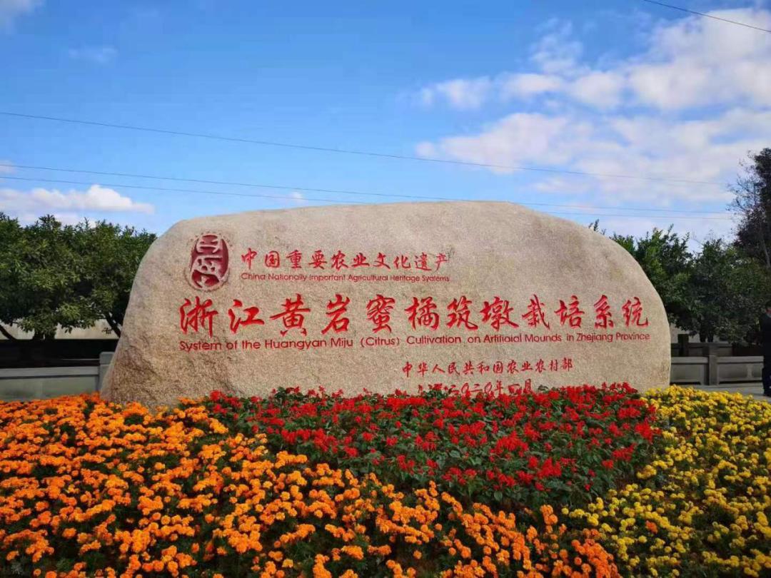 浙江黄岩温州蜜橘古法采收场景