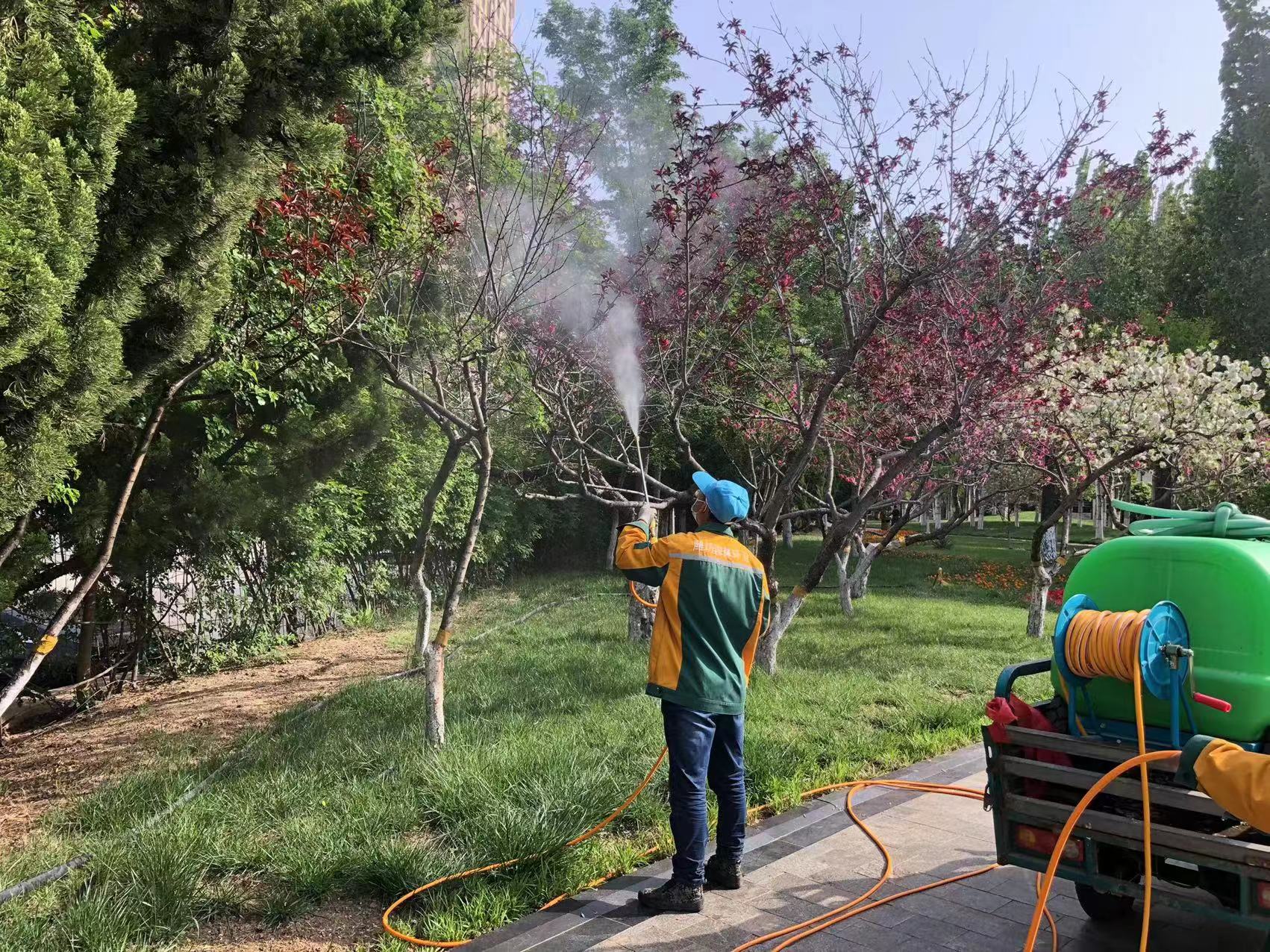 侧柏大蚜化学防治操作示意图