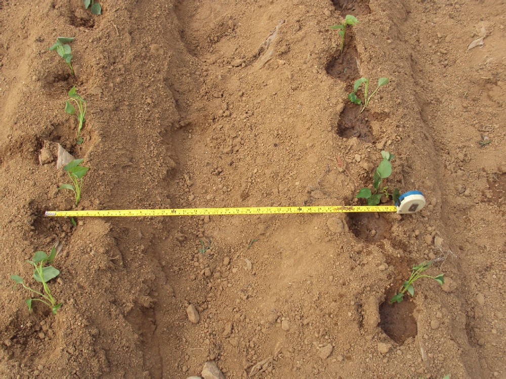 油菜田间管理技术人员正在采集土壤样本