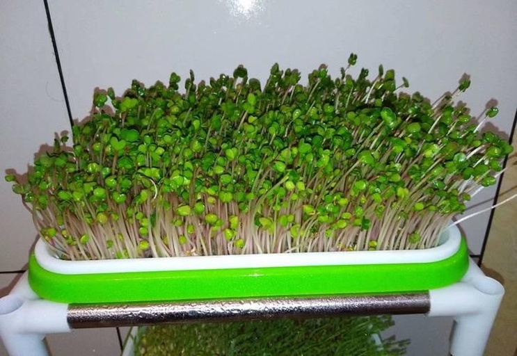 家庭种植的西兰花芽苗盘