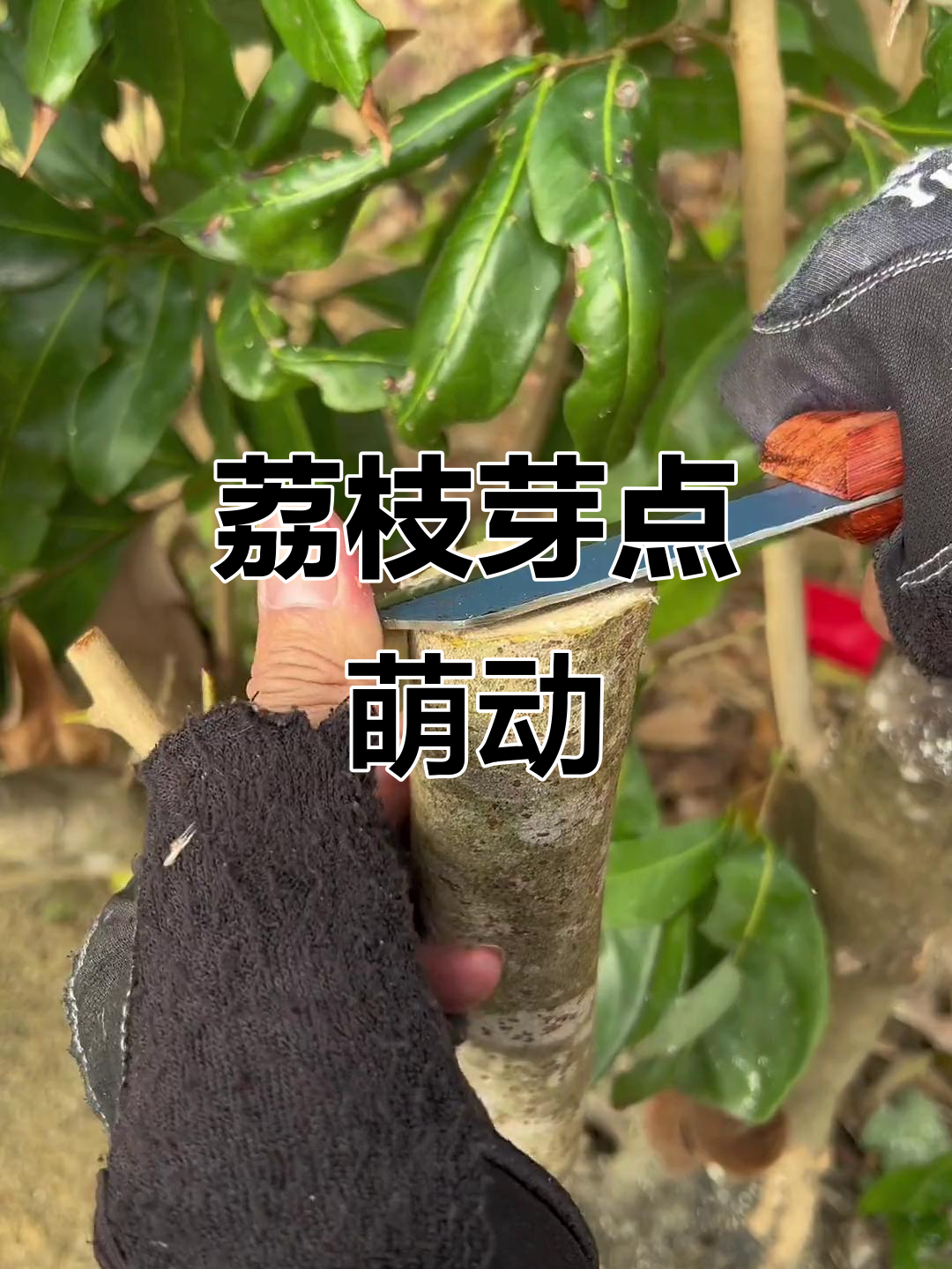 荔枝环割操作示意图
