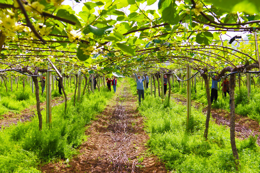 绿心猕猴桃果园航拍图