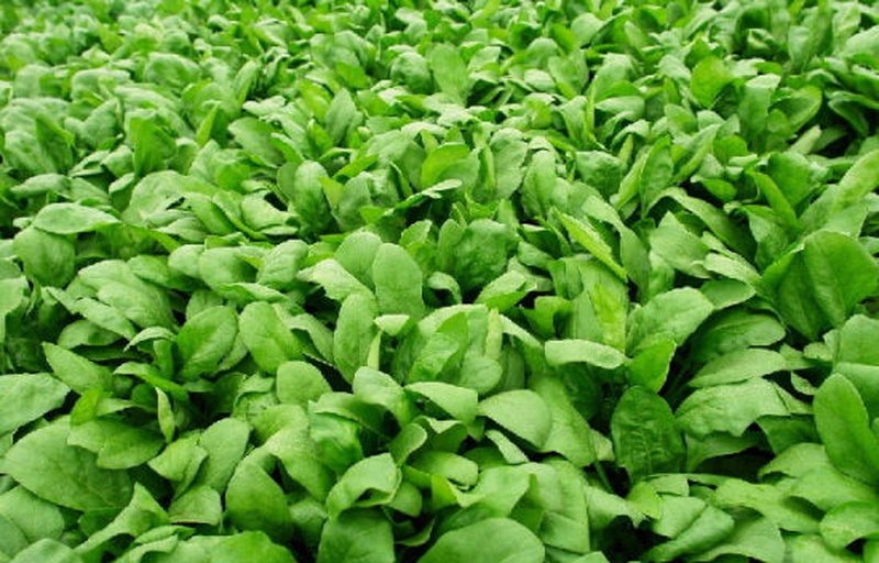 一盘新鲜采摘的深绿色菠菜,叶片肥厚、茎部鲜嫩,背景为田园农场土壤环境,阳光照射下呈现自然光泽 菠菜特写