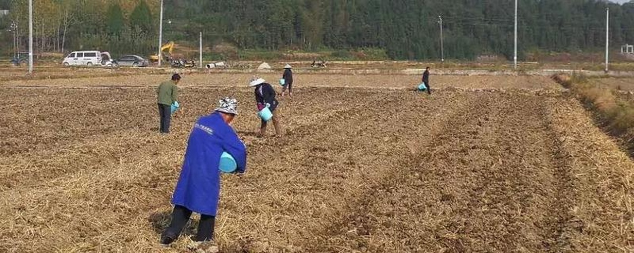 北沙参基肥施用现场图