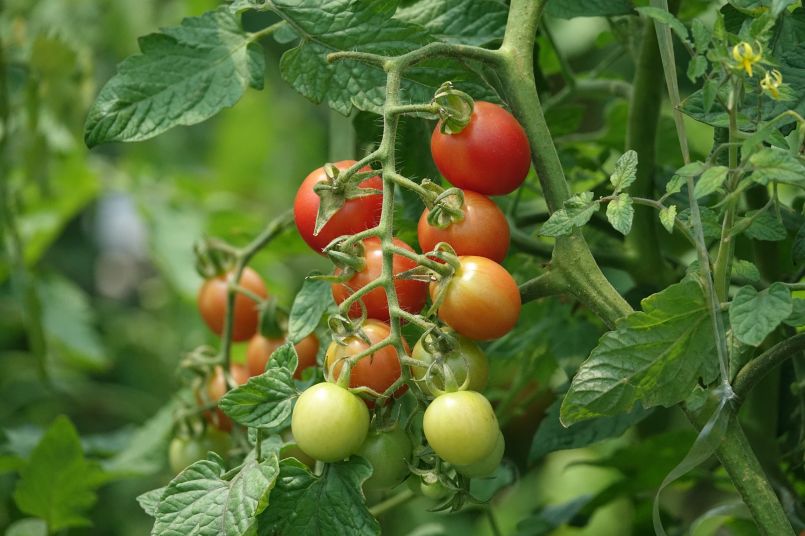 串串西红柿品种展示