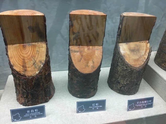 白皮松横切面年轮特写：清晰同心圆结构，早材宽、颜色浅，晚材窄、色深，可见2–3处微小树脂道与1处浅色愈伤组织带，标尺为毫米级