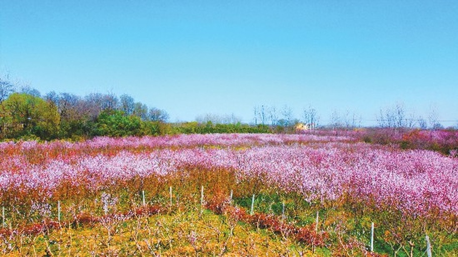 果园中的桃树开花景象