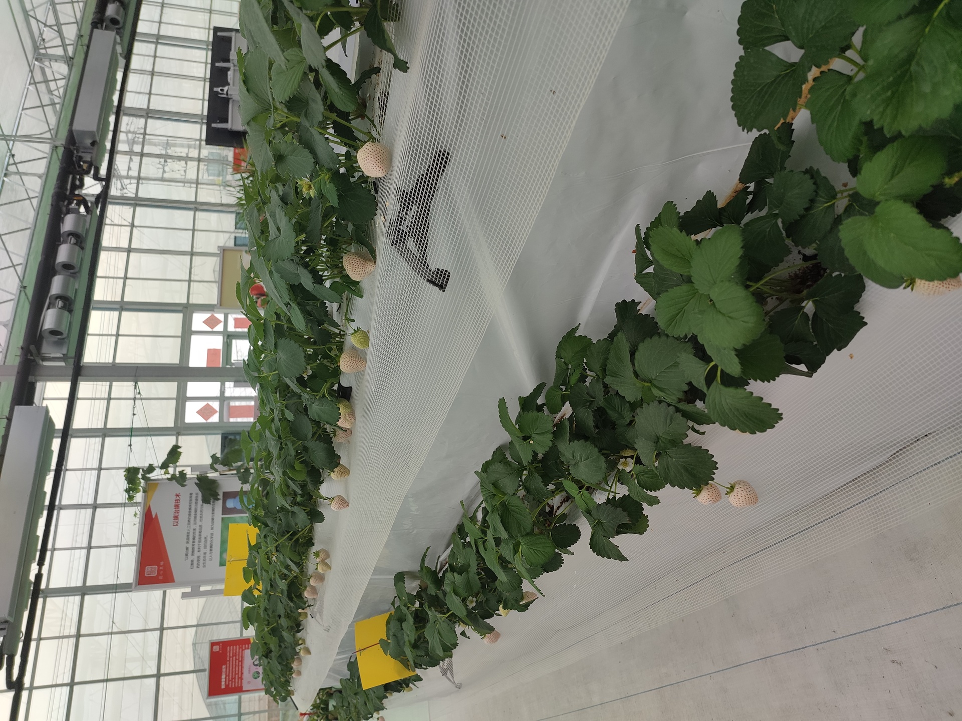 图片说明:现代化温室大棚内,整齐排列的草莓种植槽,植株生长旺盛,叶片翠绿。近景可见已成熟的乳白色草莓果实悬垂于叶间,果面洁净无斑,背景有自动化灌溉系统管道。展示白草莓的设施栽培环境 草莓种植大棚实景