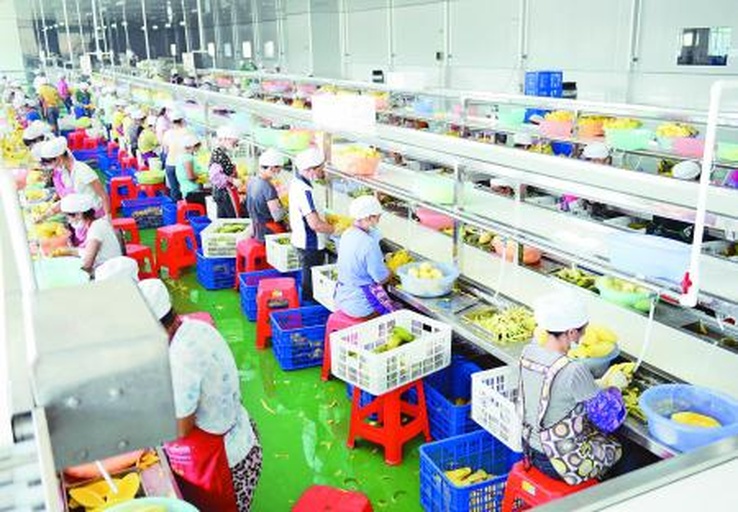 青芒加工与包装车间