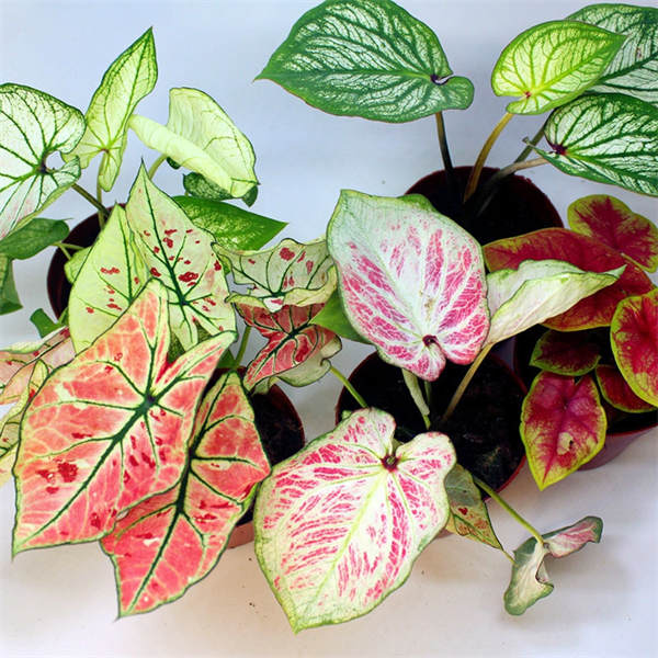 白色恋人彩叶芋与毛芋头叶片形态对比图：左为白色恋人成熟叶（纯白底+粉脉+光滑蜡质），右为毛芋头成年叶（深绿厚革质+明显绒毛叶柄+掌状裂），两者同框凸显质感与色彩差异