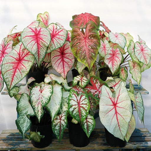 白色恋人彩叶芋特写：一株盛花期的盆栽，三片完整展开的纯白心形叶片，叶脉呈淡粉色放射状延伸，叶缘洁净无斑，土壤表面覆盖浅色水苔，背景为柔光室内窗台