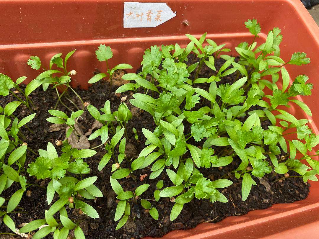 香菜幼苗期特写：一盆土培香菜，植株整齐健壮，平均株高约10厘米，叶片浓绿饱满，茎秆翠嫩挺立，土壤湿润疏松，背景为明亮窗台自然光环境