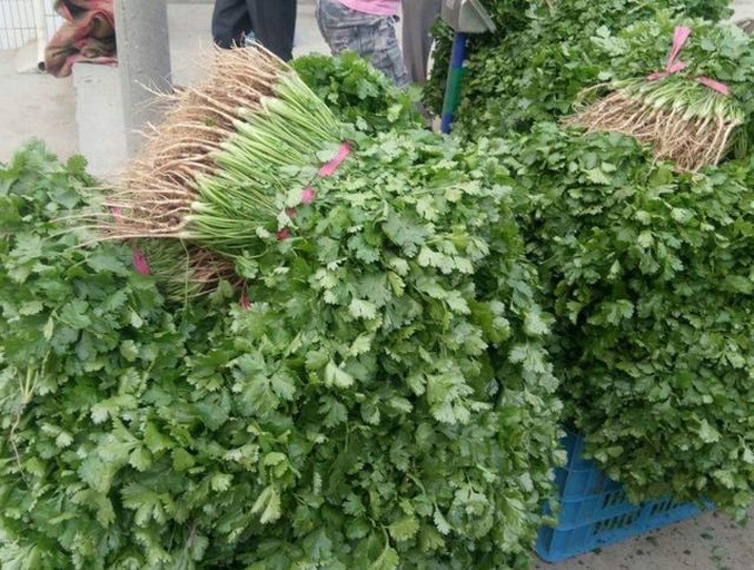 市场摊位上的新鲜香菜