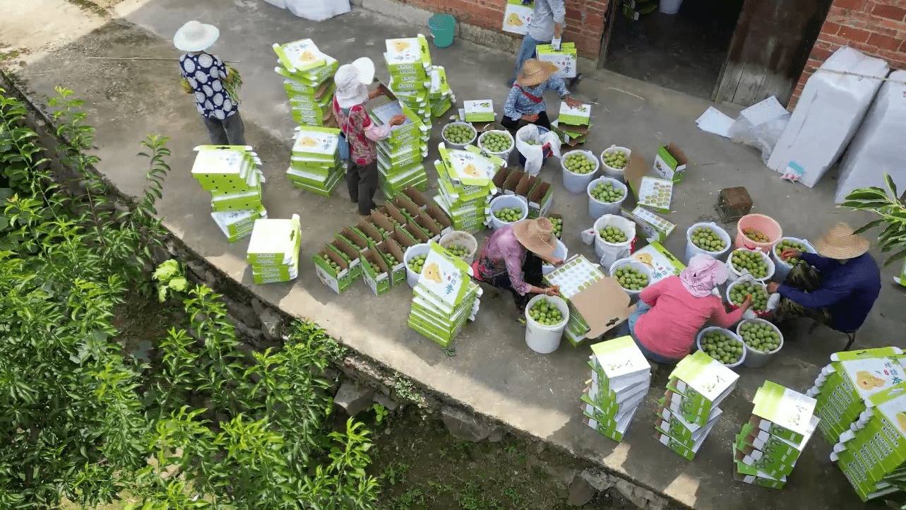 红梅子采摘与手工加工场景