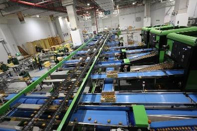 现代化苹果分选线