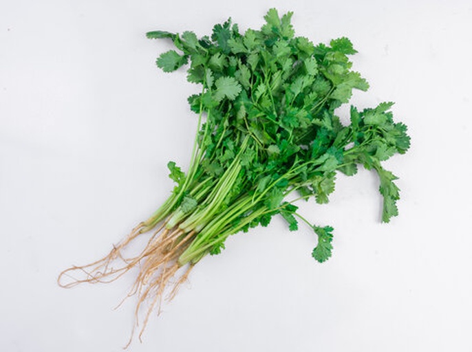一束新鲜的大叶香菜平铺在木质案板上,叶片宽大翠绿,茎部洁白粗壮,表面带有轻微水珠,背景为浅色厨房台面,突出食材的新鲜质感 大叶香菜特写