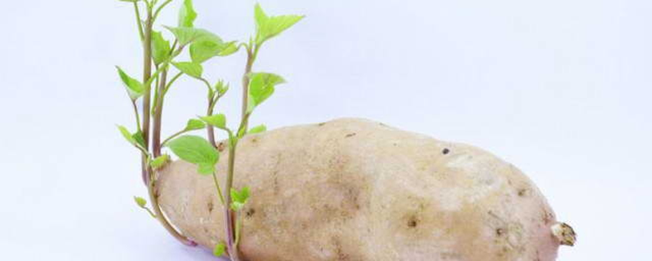 一个中等大小的红薯表面长出多根绿色嫩芽,芽体细长,部分带有浅紫色茎秆,背景为木质厨房台面,自然光线柔和,突出发芽细节 红薯发芽特写