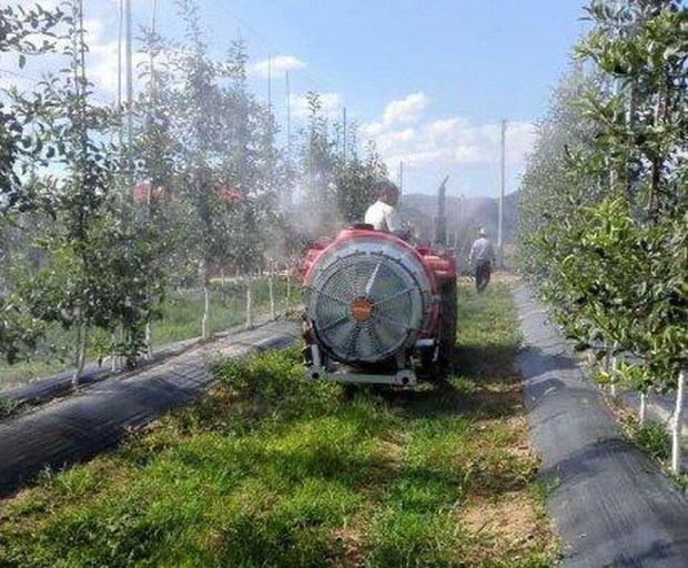 毛栗子夏季田间管理场景