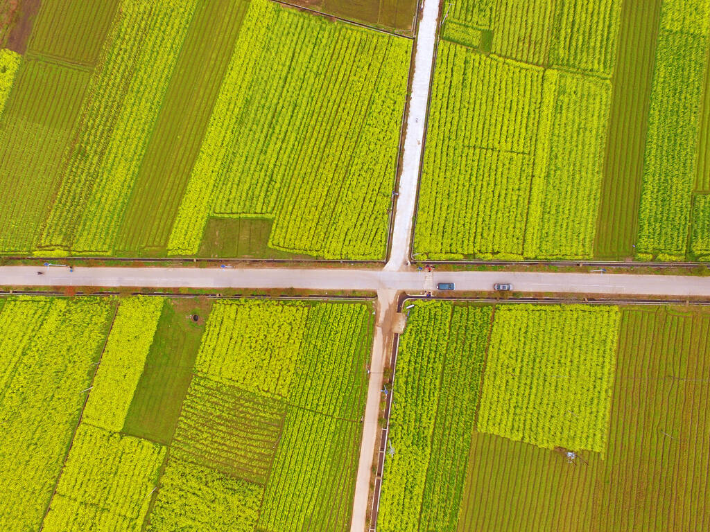 航拍视角下的大型油菜花田,呈规则几何状分布,金黄色与绿色交错,田埂清晰可见,远处有村庄和树木点缀,天空中有少量云彩 无人机航拍下的油菜花田